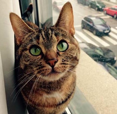 Aprovada proposta de regulamento para regime especial de esterilizao de animais de companhia em Cerveira