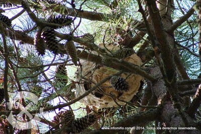 Medio Rural repartir trampas contra la avispa velutina a las 4 asociaciones de apicultores