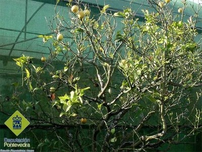 Un aviso fitosanitario aconsella tratar canto antes as rbores danadas polo temporal para evitar a entrada de patxenos