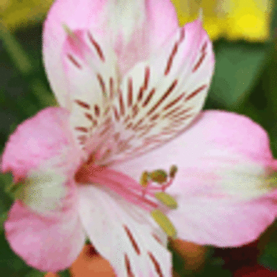 ESPECIAL - OITAVA MOSTRA DE CULTIVOS DO BAIXO MIO