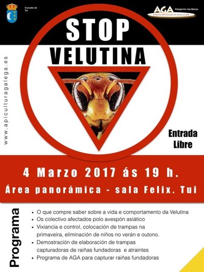 A Sala Flix de Tui acolle este sbado unha charla informativa sobre a vespa velutina