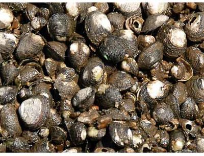 Aquamuseu do Ro Minho colabora com CIIMAR no projeto ECOSERVICES