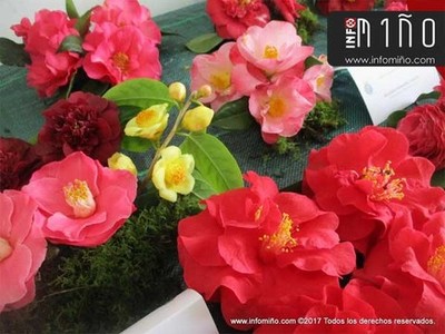 Especial - A Camelia tinguu de cores Oia a pasada fin de semana
