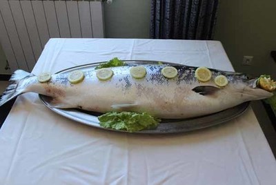 Um salmo com 13kgs foi capturado das guas do rio Minho por dois pescadores de Vila Nova de Cerveira