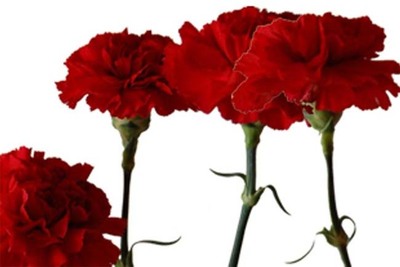 Cmara municipal de Caminha vai assinalar os 43 anos de abril com vrias iniciativas