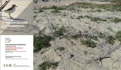 Anabam inicia o vindeiro s�bado o proxecto de voluntariado ambiental para a protecci�n da P�llara Papuda