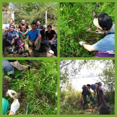 O Concello de Tomio contrata catro persoas desempregadas para controlar a flora extica invasora na ribeira do Mio 