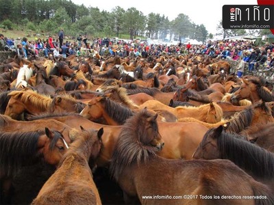 Especial - Oia acogi un ao ms el Curro de A Valga