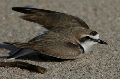 -Projeto borrelho-de-coleira-interrompida- em debate este sbado em Caminha