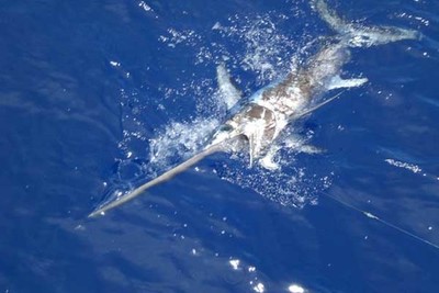 La Direccin General de Ordenacin Pesquera concede el mbito europeo a OR.PA.GU.