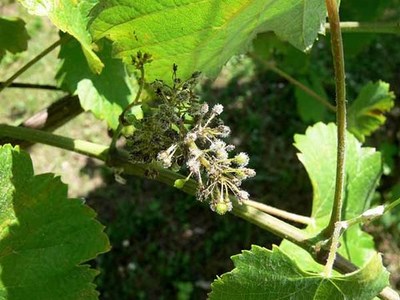 Areeiro alerta de que persiste o -risco elevado- de mildeu para as vias da provincia 