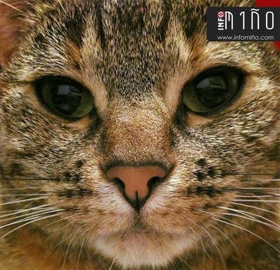 Protectoras de Animais de Galicia rexeitan a Lei de Proteccin e Benestar Animal 