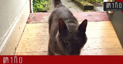 Mis de 33 protectoras e asociacins en defensa dos animais en contra da Nova Lei de Proteccin e Benestar Animal