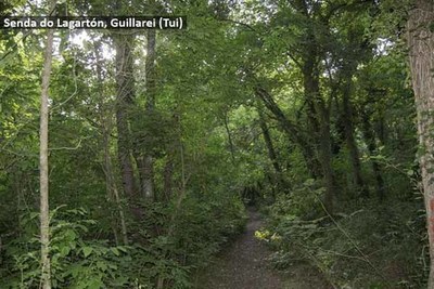 O Concello de Tui recuperou a senda do Lagartn