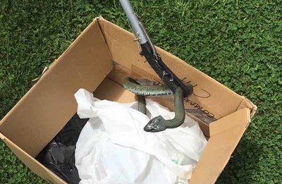 La Polica Local de Tui y el Seprona retiran una serpiente de metro y medio de una vivienda