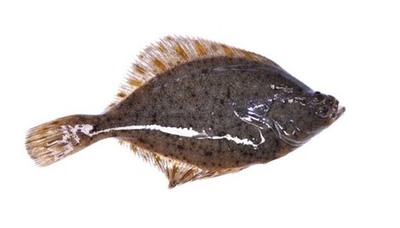 E o -Peixe do Trimestre-  a Solha no Aquamuseu de Cerveira