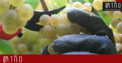 Especial - Bodegas La Val inicia su vendimia con una previsin de 500.000 botellas este ao