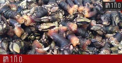 Especial - A Guarda acogi la Fiesta del Percebe y de los productos de la tierra y del mar