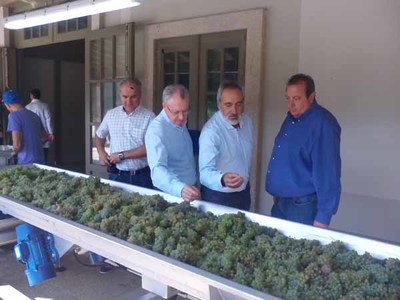 Cores Tours comproba o avance da vendima na D.O. Ras Baixas no Rosal