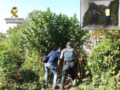 La Guardia Civil descubre una plantacin de marihuana en Tomio