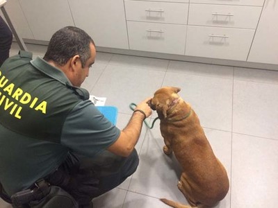 El Seprona investiga a dos vecinos de Tui por un presunto delito de maltrato animal