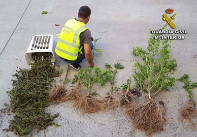 La Guardia Civil interviene una plantacin de marihuana en Tomio