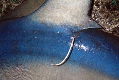 La Comisin Internacional de Atunes del Atlntico ICCAT premia tambin en 2017 a un pescador gallego