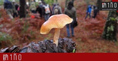 II Xornadas Micolxicas esta fin de semana no Mercado de Tomio