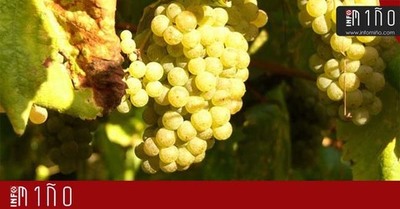 O Mercado de San Miguel no Rosal acolle este domingo unha Xornada Gastrovincola