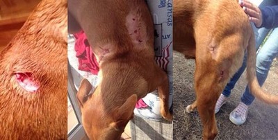Denuncia en A Guarda por un ataque de perros