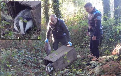 Final feliz para el Tejn que fuera atrapado por un lazo ilegal en Tomio
