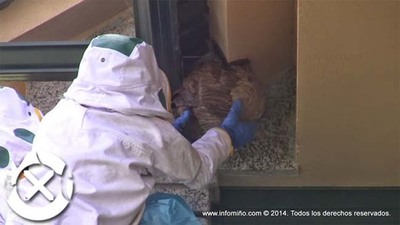 A Deputacin implcase na loita contra a expansin da vespa velutina