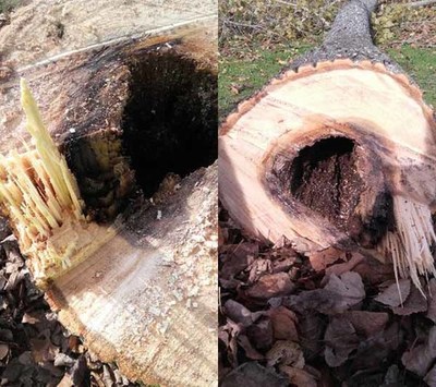 Cerveira retirada rvores -doentes- do Parque de lecer Castelinho