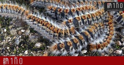 Areeiro aconsella actuar con urxencia ante a Procesionaria do Pieiro