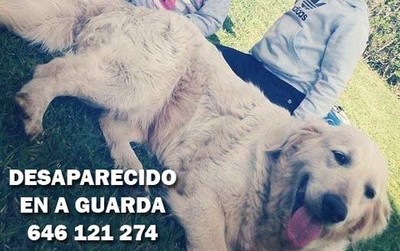 -ENCONTRADO- Se busca a Gonden Retriever desaparecido esta maana en A Guarda