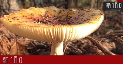Sanidade incide na necesidade de manter precaucins  hora de recoller e consumir cogomelos para evitar posibles intoxicacins