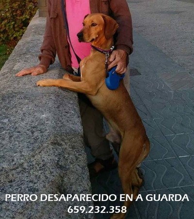 -YA APARECI-Se busca perro desaparecido en A Guarda