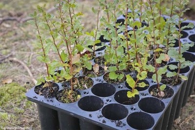 Cmara de Caminha promove ao de reflorestao na serra d arga o sbado