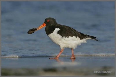 Anabam organiza este sbado o V Censo de Aves Acuticas