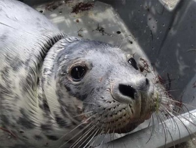 Sorpresa hoxe no Porto de A Guarda trala aparicin dunha foca