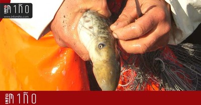 E o peixe do trimestre no Aquamuseu ? -A Lampreia-