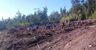 Alumnos de A Guarda participan en la reforestacin del monte Santa Trega en A Guarda