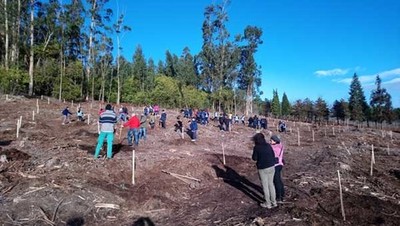Continan as tarefas de reforestacin a cargo da Comunidade de Montes de Camposancos
