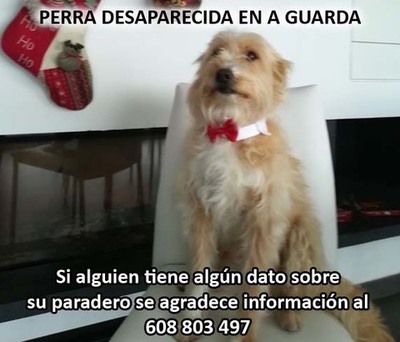 Se busca perra desaparecida en A Guarda