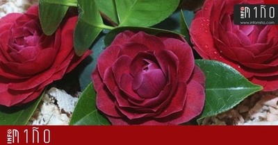 Especial - A Camelia  a raa desta fin de semana no Rosal