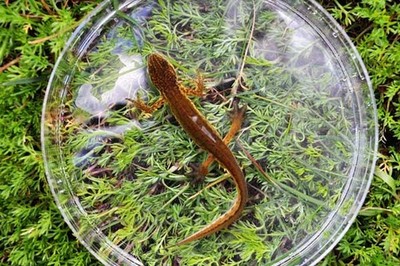 -O Trito-Palmado-: A histria de um anfbio cada vez mais raro em Portugal