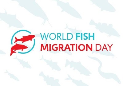 Aquamuseu e Estao Hidrobioloxa -Encoro do Con- celebram o Dia Mundial dos Peixes Migradores
