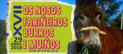A XVII edicin de Os Nosos Farieiros, Burros e Muios chega a Tui este martes