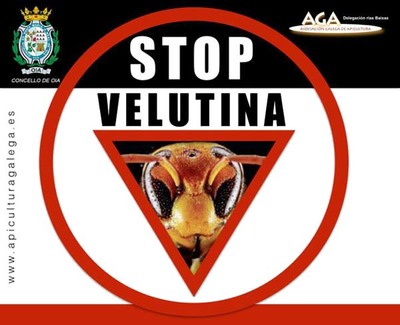 O Concello de Oia reparte trampas para combater a vespa velutina