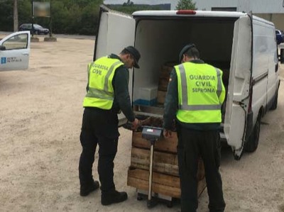 La Guardia Civil se incauta en Tomio de una partida de 150 Kgs. de erizo de mar sin documentar